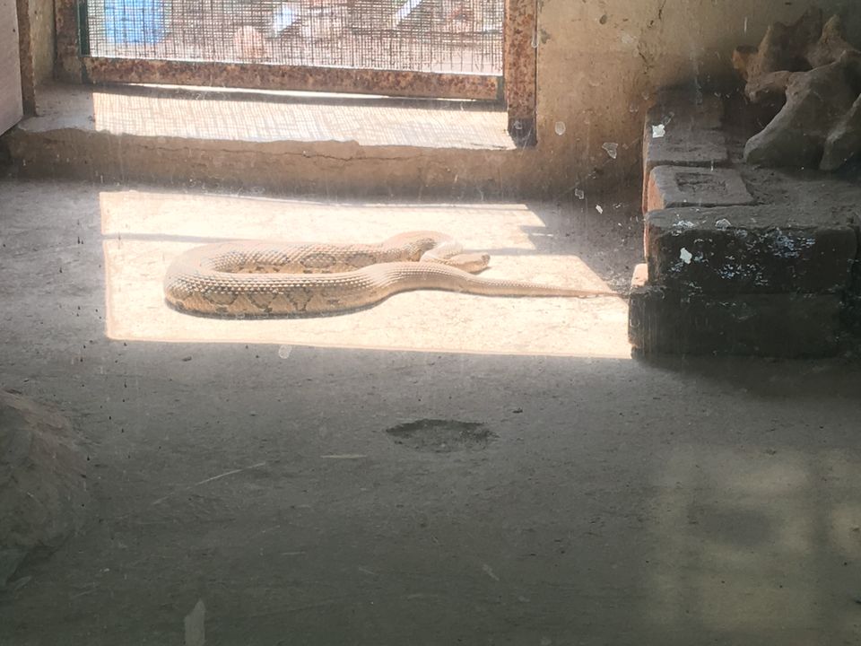 Photo of Dinosaur And Fossil Park, Nature Park Walk, Indroda, Gandhinagar, Gujarat, India by Shilpa Shenoy