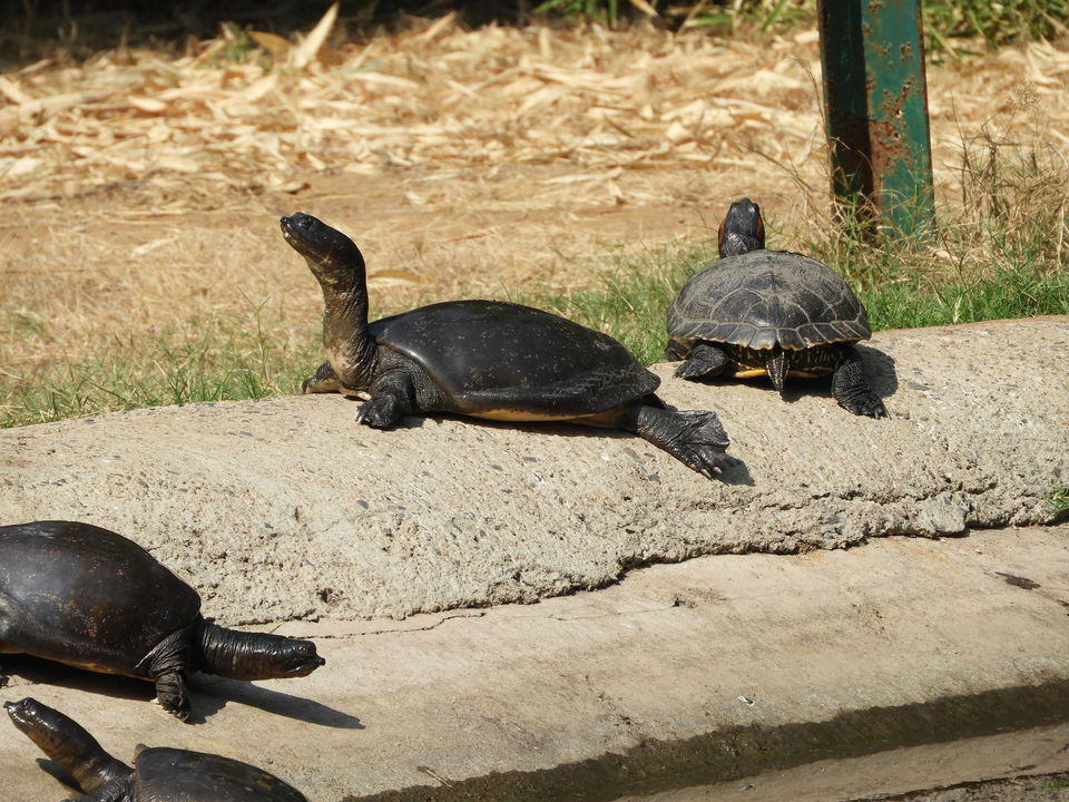 Photo of Dinosaur And Fossil Park, Nature Park Walk, Indroda, Gandhinagar, Gujarat, India by Shilpa Shenoy