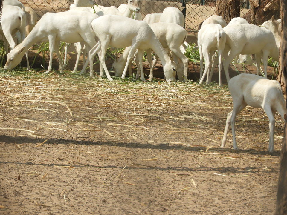 Photo of Dinosaur And Fossil Park, Nature Park Walk, Indroda, Gandhinagar, Gujarat, India by Shilpa Shenoy