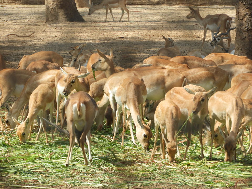 Photo of Dinosaur And Fossil Park, Nature Park Walk, Indroda, Gandhinagar, Gujarat, India by Shilpa Shenoy