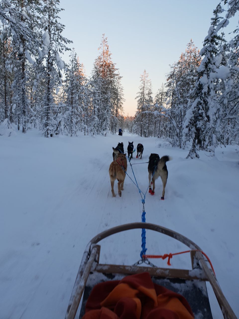 Photo of Bearhill husky, Rovaniemi, Finland by Shilpa Shenoy