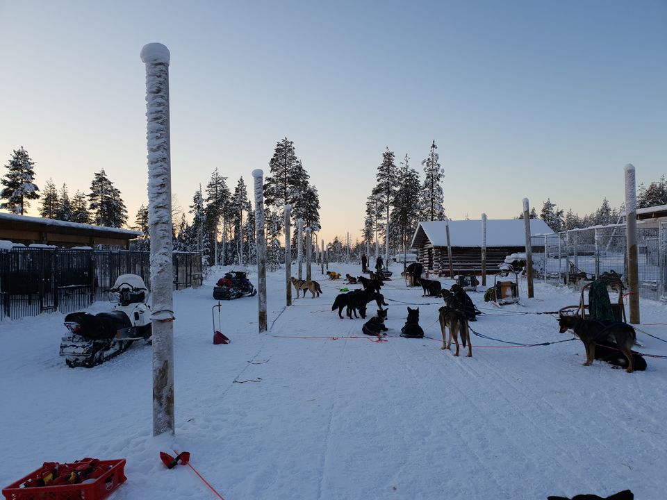 Photo of Bearhill husky, Rovaniemi, Finland by Shilpa Shenoy