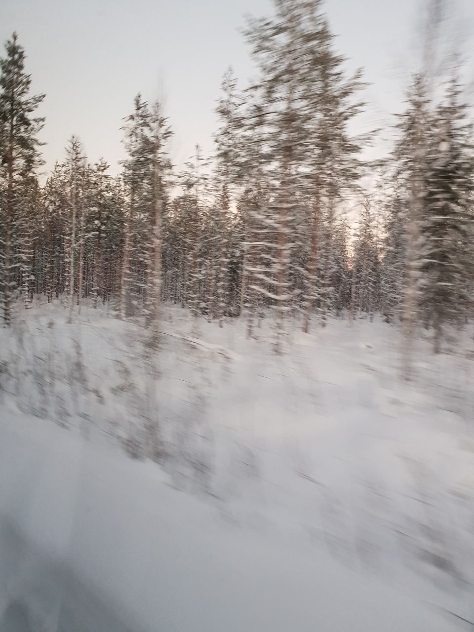 Photo of Bearhill husky, Rovaniemi, Finland by Shilpa Shenoy