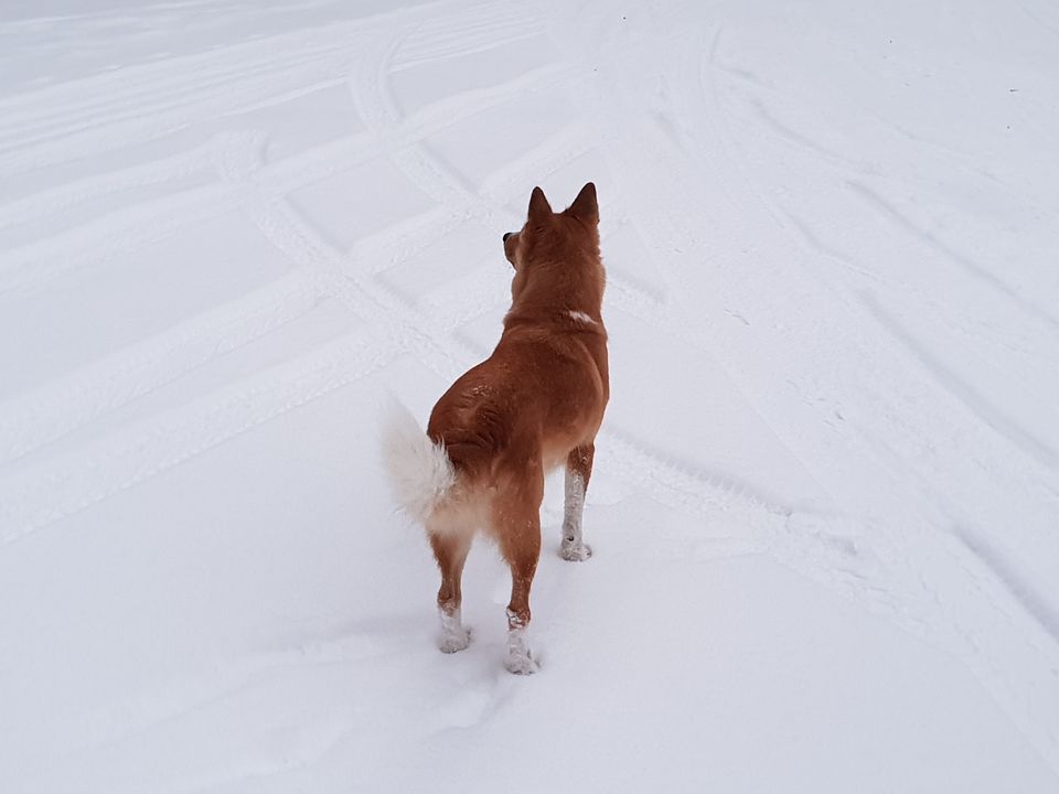 Photo of Glimpses of Arctic life as tourist in Rovaniemi,Lapland part of Finland by Shilpa Shenoy