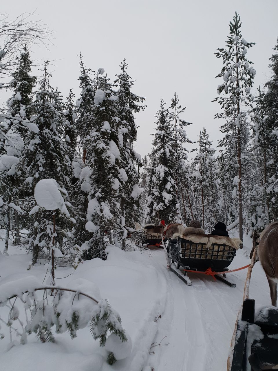 Photo of Glimpses of Arctic life as tourist in Rovaniemi,Lapland part of Finland by Shilpa Shenoy