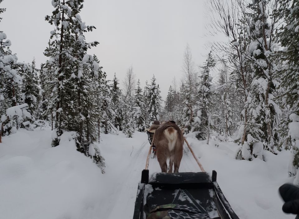 Photo of Glimpses of Arctic life as tourist in Rovaniemi,Lapland part of Finland by Shilpa Shenoy