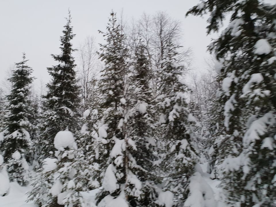 Photo of Glimpses of Arctic life as tourist in Rovaniemi,Lapland part of Finland by Shilpa Shenoy