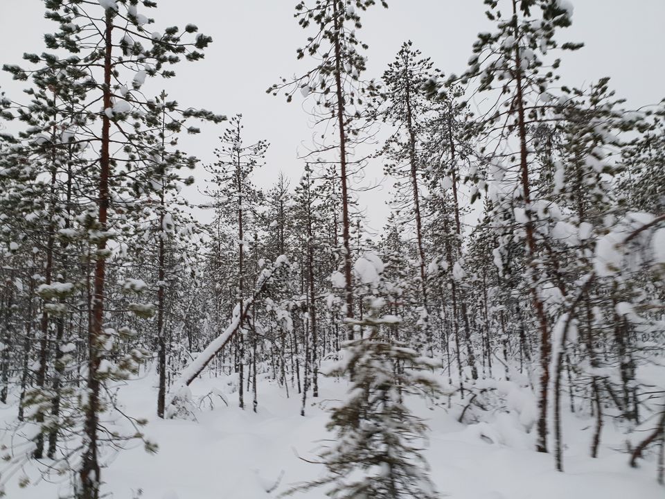 Photo of Glimpses of Arctic life as tourist in Rovaniemi,Lapland part of Finland by Shilpa Shenoy