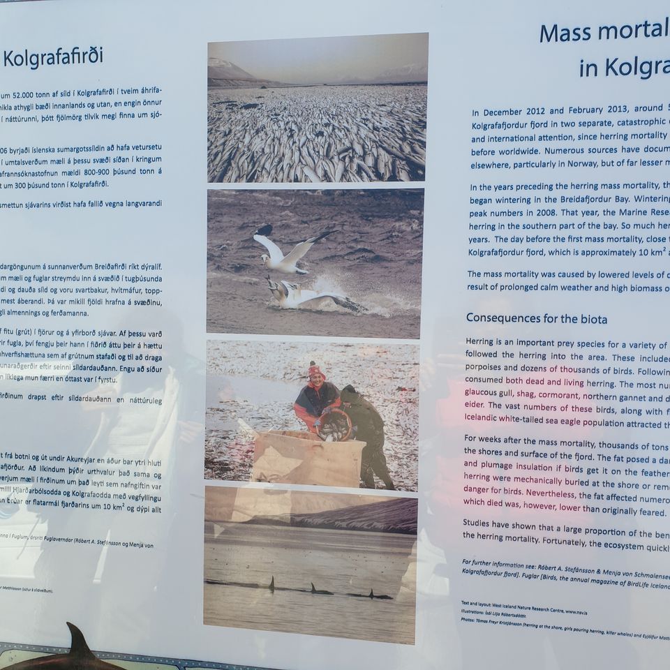 Photo of Iceland - land of contrasts - Part 2 - Day 3 7/78 by Shilpa Shenoy