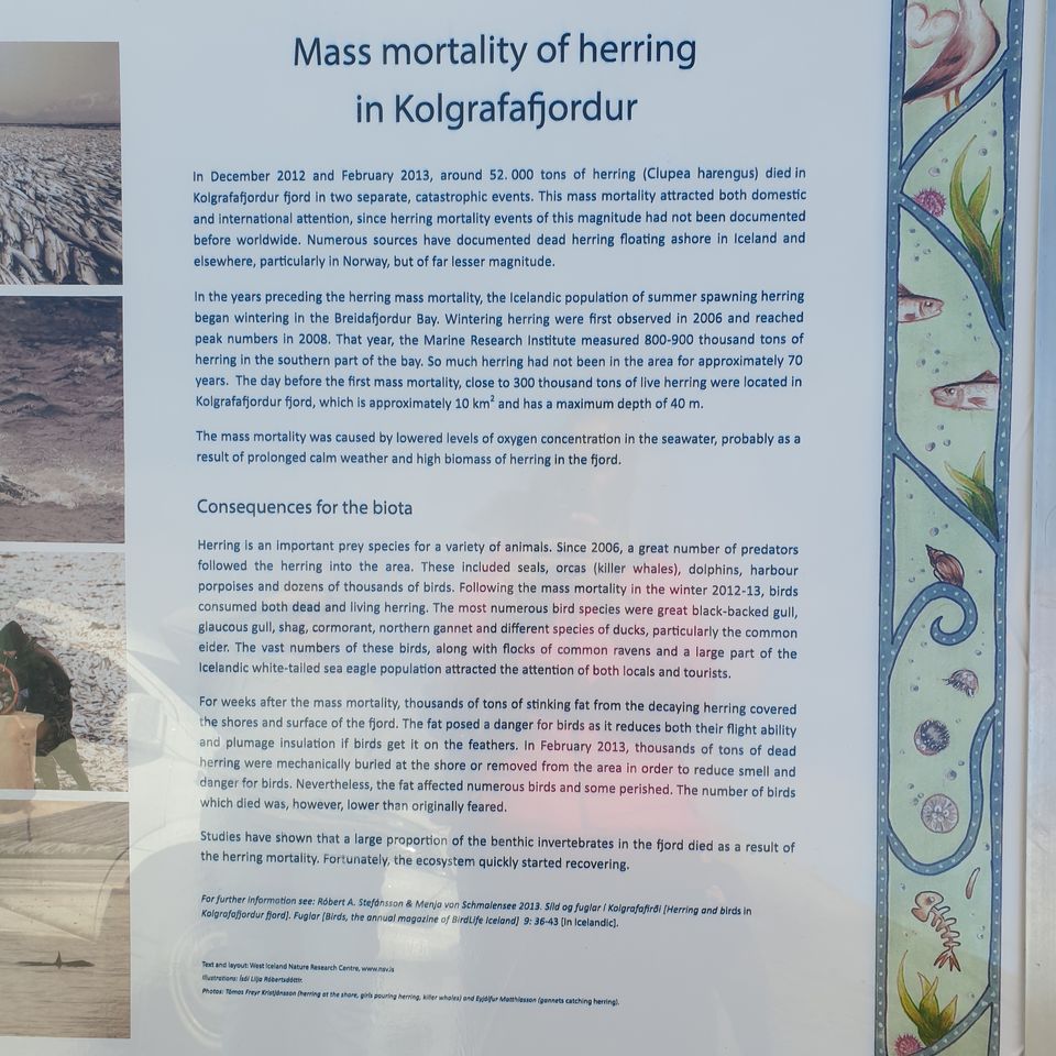 Photo of Iceland - land of contrasts - Part 2 - Day 3 8/78 by Shilpa Shenoy