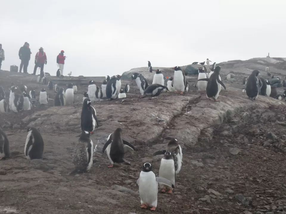 Photo of Trinity Island, Antarctica by Rituraj Phukan