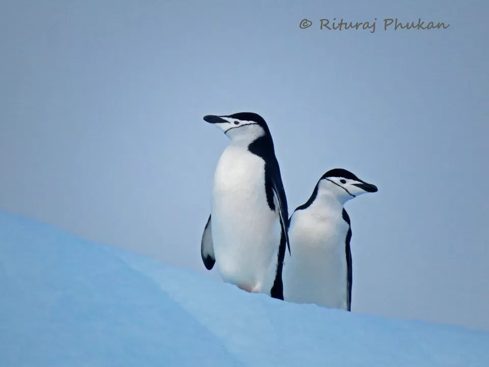Photo of Antarctica: The Last Great Wilderness by Rituraj Phukan