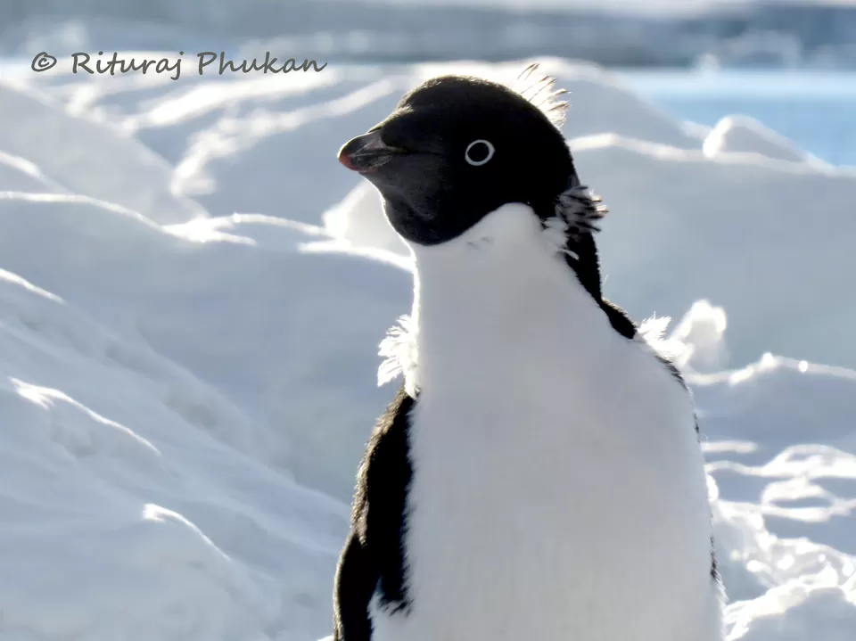 Photo of Antarctica: The Last Great Wilderness by Rituraj Phukan