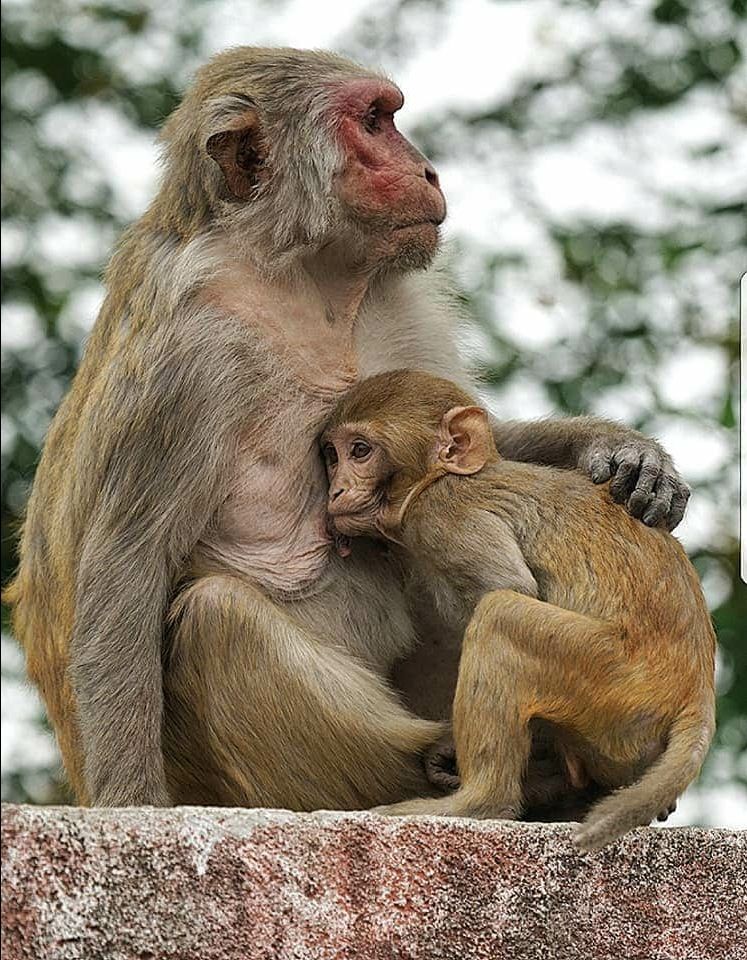 Photo of पर्यटन मानचित्र पर एक नया क्षेत्र मिथिला को देखें 'घुमू मिथिला' के संग by Ashish Singh