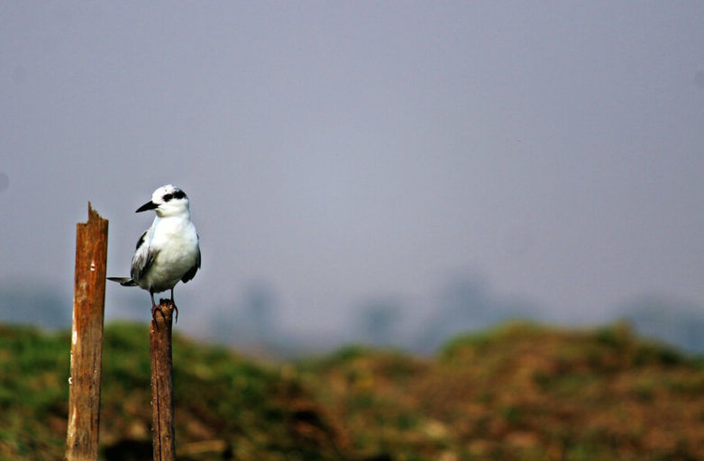Photo of Manglajodi wetlands of Chilika Lake : A paradise for bird lovers - Soul Esplanade 1/17 by Sangram Keshari Rout