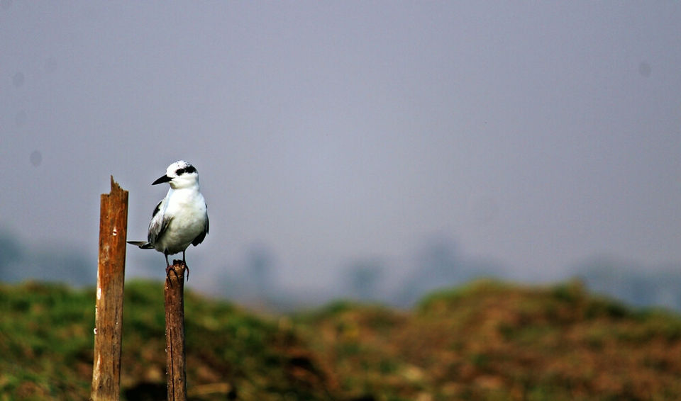 Photo of Manglajodi wetlands of Chilika Lake : A paradise for bird lovers - Soul Esplanade 3/17 by Sangram Keshari Rout
