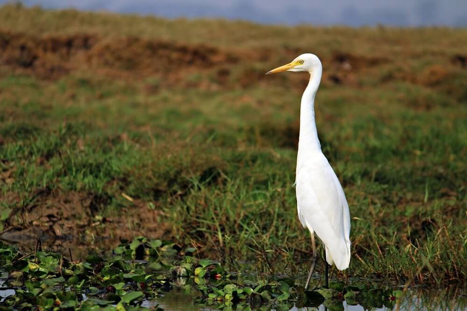Photo of Manglajodi wetlands of Chilika Lake : A paradise for bird lovers - Soul Esplanade 5/17 by Sangram Keshari Rout