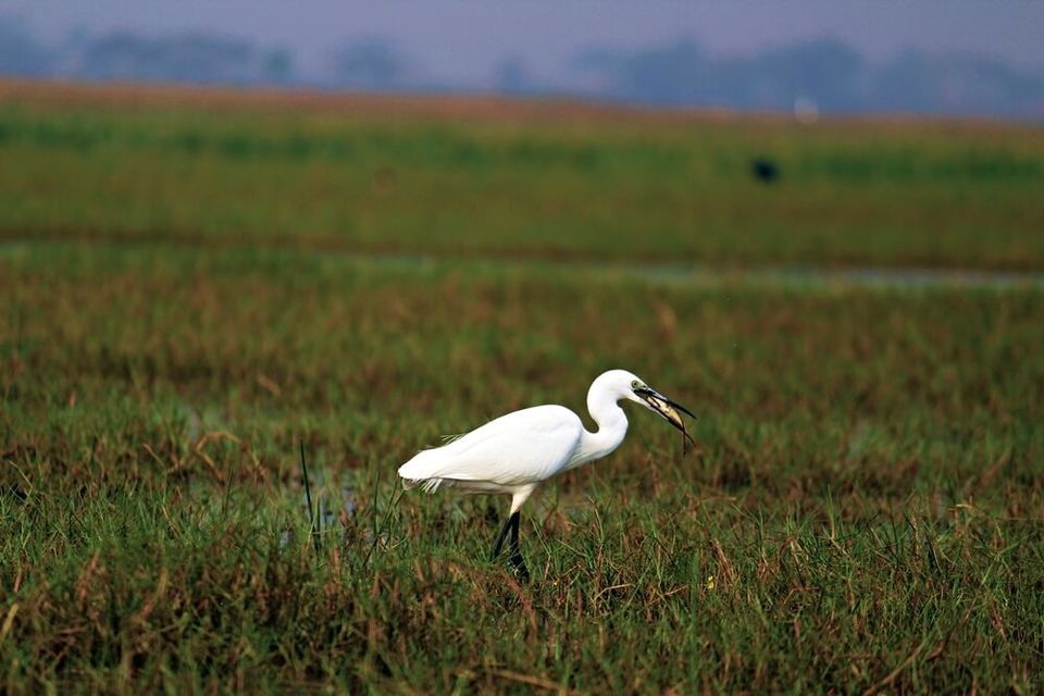 Photo of Manglajodi wetlands of Chilika Lake : A paradise for bird lovers - Soul Esplanade 11/17 by Sangram Keshari Rout
