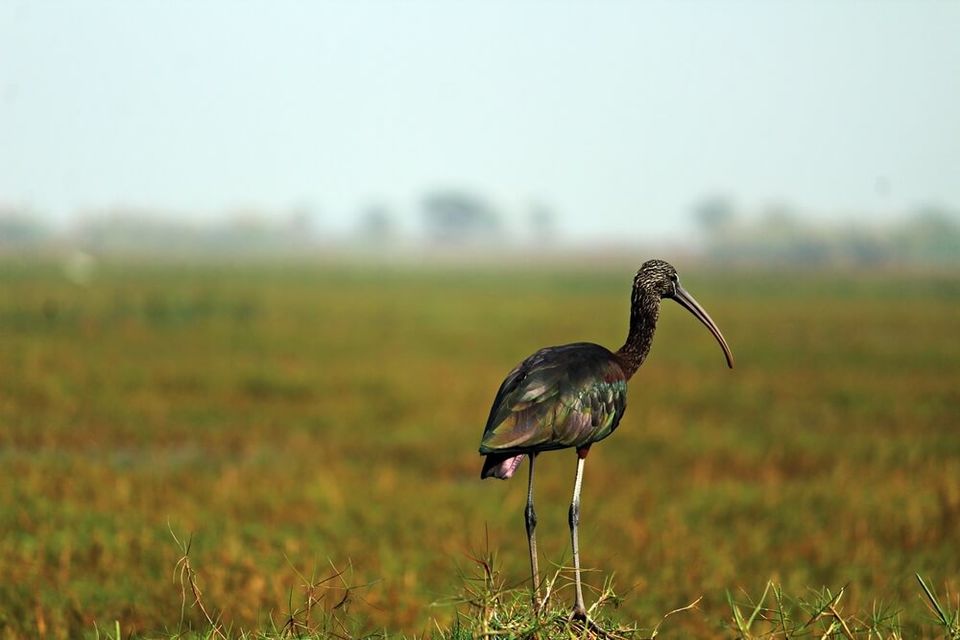 Photo of Manglajodi wetlands of Chilika Lake : A paradise for bird lovers - Soul Esplanade 9/17 by Sangram Keshari Rout