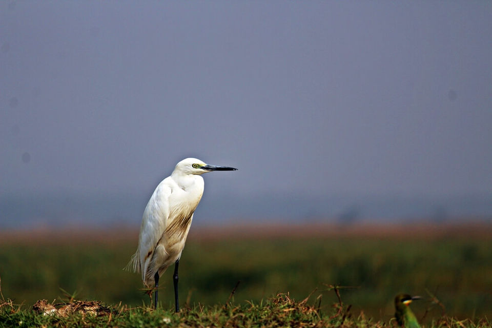 Photo of Manglajodi wetlands of Chilika Lake : A paradise for bird lovers - Soul Esplanade 8/17 by Sangram Keshari Rout
