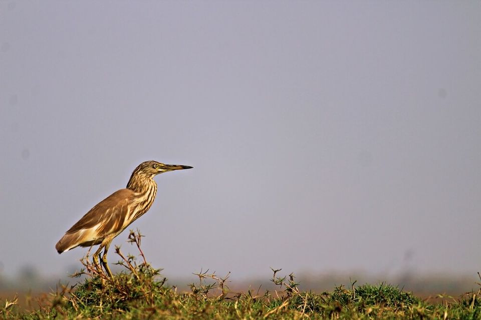 Photo of Manglajodi wetlands of Chilika Lake : A paradise for bird lovers - Soul Esplanade 10/17 by Sangram Keshari Rout