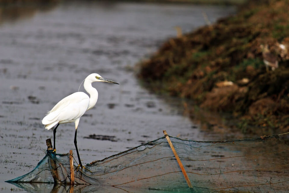 Photo of Manglajodi wetlands of Chilika Lake : A paradise for bird lovers - Soul Esplanade 7/17 by Sangram Keshari Rout