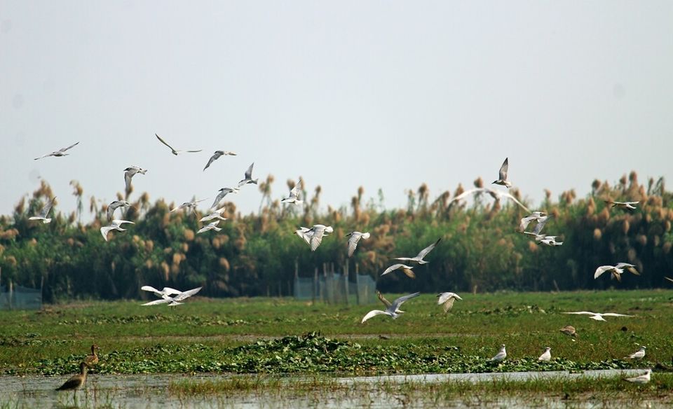 Photo of Manglajodi wetlands of Chilika Lake : A paradise for bird lovers - Soul Esplanade 12/17 by Sangram Keshari Rout