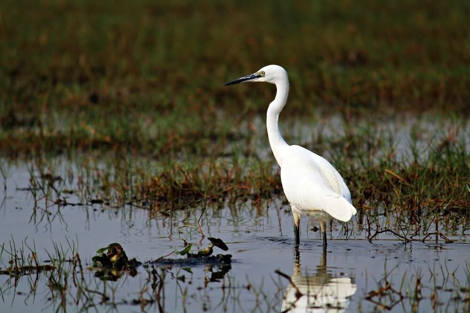 Photo of Manglajodi wetlands of Chilika Lake : A paradise for bird lovers - Soul Esplanade 16/17 by Sangram Keshari Rout