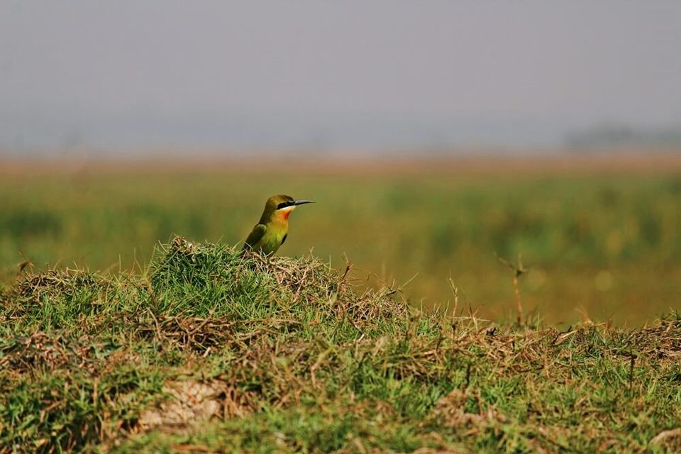 Photo of Manglajodi wetlands of Chilika Lake : A paradise for bird lovers - Soul Esplanade 15/17 by Sangram Keshari Rout