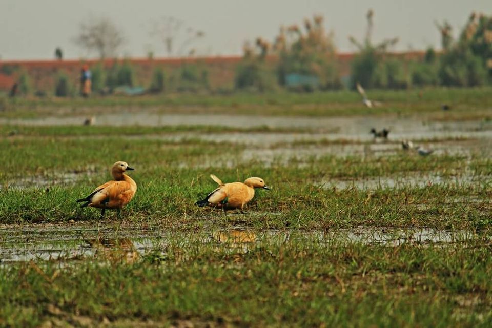 Photo of Manglajodi wetlands of Chilika Lake : A paradise for bird lovers - Soul Esplanade 14/17 by Sangram Keshari Rout