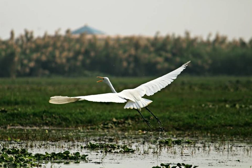 Photo of Manglajodi wetlands of Chilika Lake : A paradise for bird lovers - Soul Esplanade 13/17 by Sangram Keshari Rout