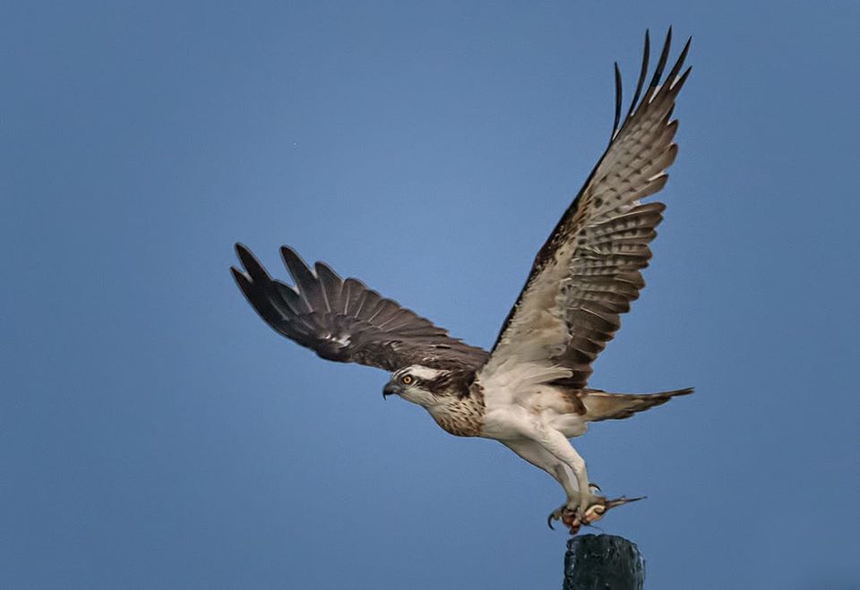 Photo of Birding at Bhigwan- An awesome experience !! 3/6 by Salil Datar