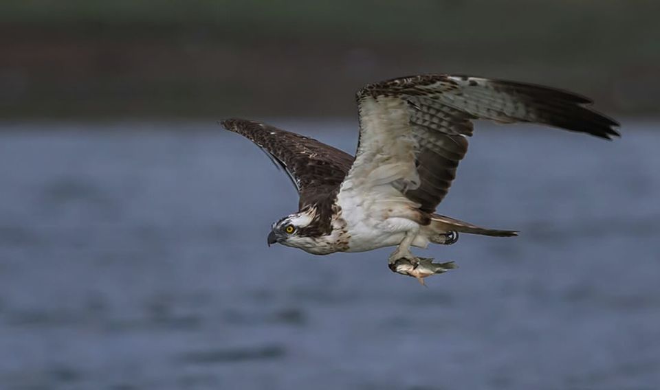 Photo of Birding at Bhigwan- An awesome experience !! 4/6 by Salil Datar