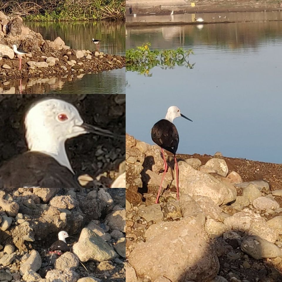 Photo of Birding at Bhigwan- An awesome experience !! 5/6 by Salil Datar