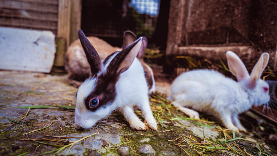 Photo of Solo Travel to Himachal Pradesh after Lockdown – How I made it happen. 6/7 by Drive N Explore