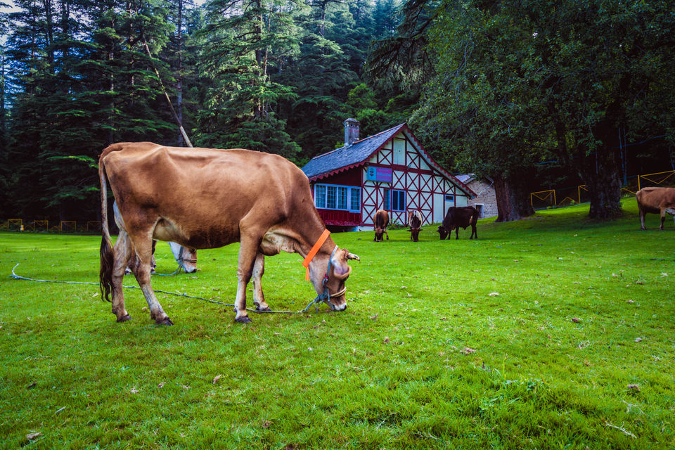 Photo of Want to see the Best of Himachal? 21/24 by Drive N Explore