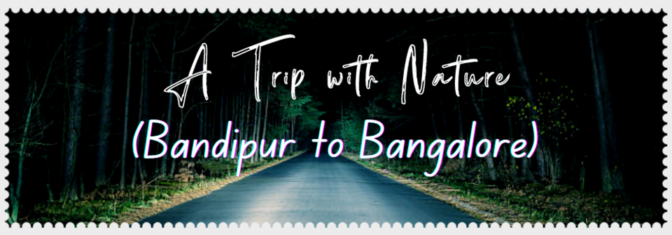 Photo of Bandipur Forest to Bangalore by Ridobiko Bike Rental