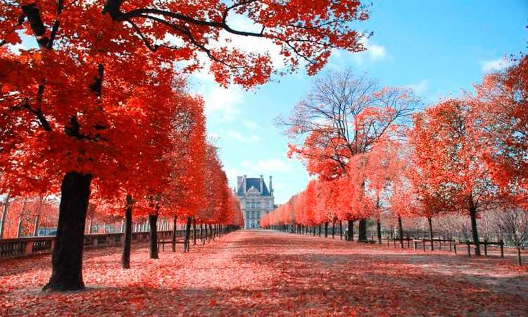 Photo of Autumn colors of Paris 5/5 by Enotus