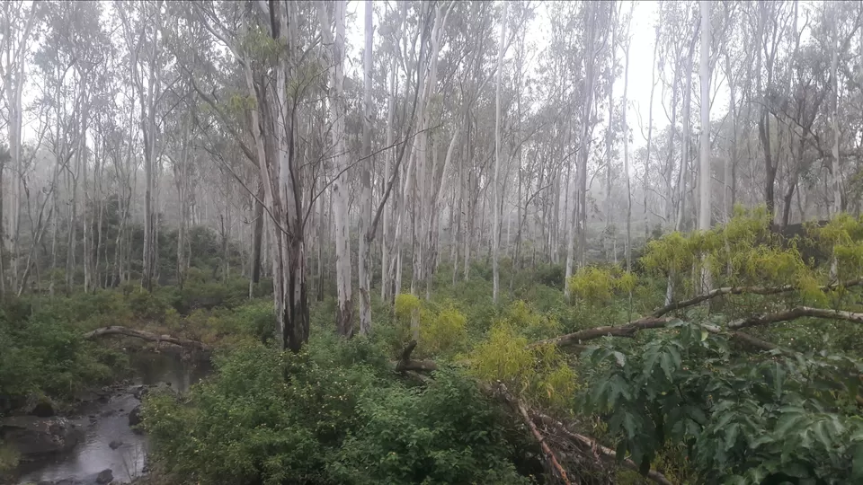 Photo of माउंट आबू [ राजस्थान का एक मात्र हिल स्टेशन ] by नवल किशौर चौला