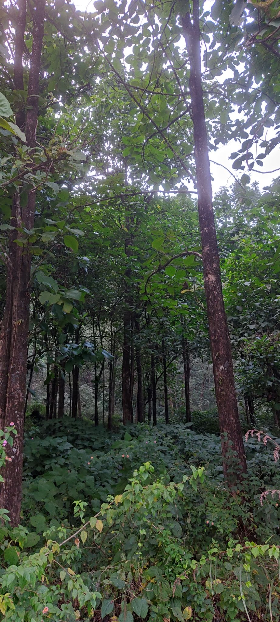 Photo of Sittong by Sourav Dasgupta