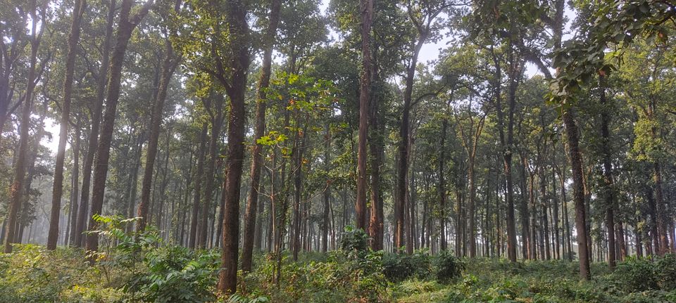 Photo of Lataguri by Sourav Dasgupta