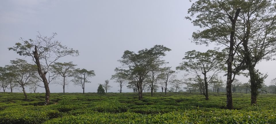 Photo of Samsing Tea Garden by Sourav Dasgupta