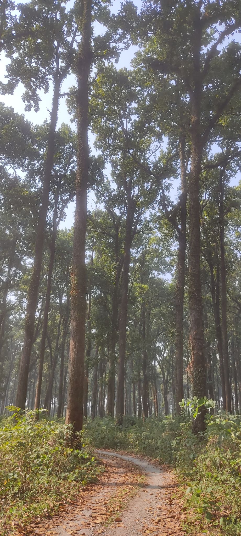 Photo of Gorumara National Park by Sourav Dasgupta