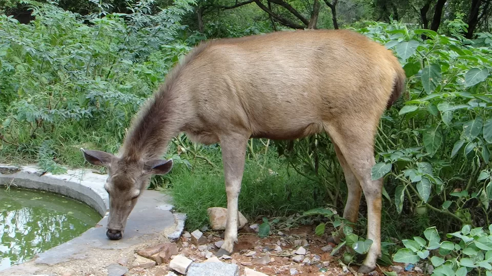Photo of Sariska National Park, Alwar, Rajasthan, India by Life On Wheels - Abhiksha