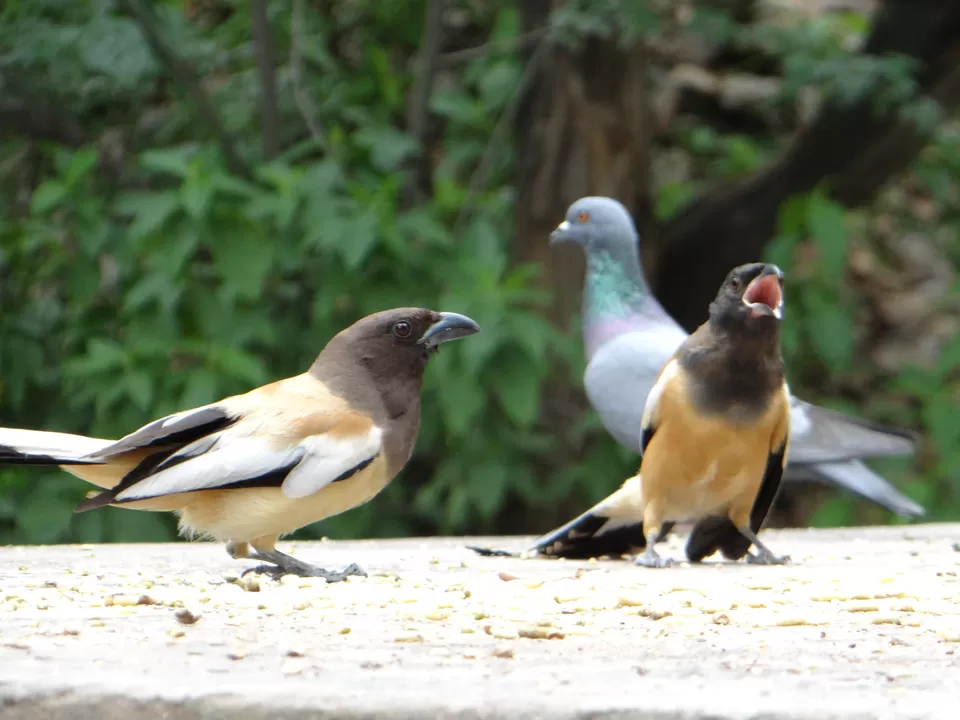 Photo of Bharatpur Bird Sanctuary, Road, Bharatpur, Rajasthan, India by Life On Wheels - Abhiksha