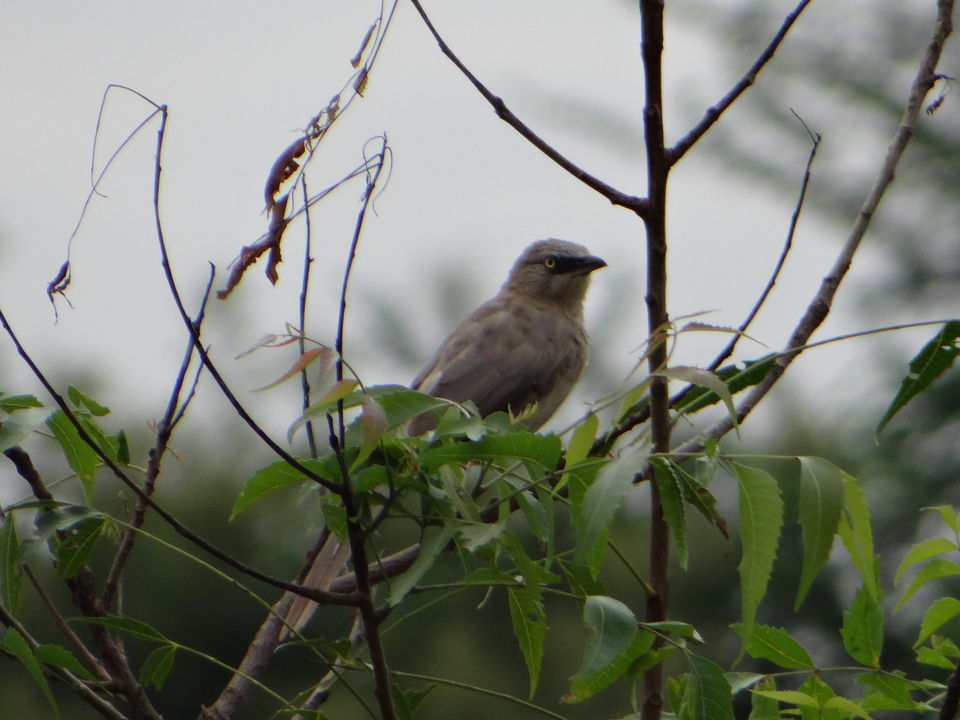 Photo of #Sariska #National_Park - A Versatile #Tourist Destination by DIGITAL WOMEN
