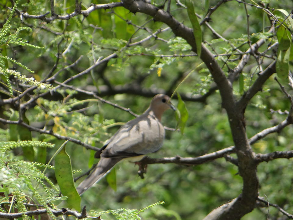 Photo of #Sariska #National_Park - A Versatile #Tourist Destination by DIGITAL WOMEN