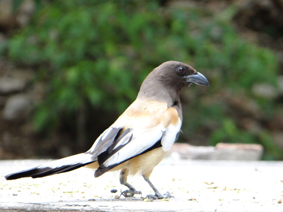 Photo of #Sariska #National_Park - A Versatile #Tourist Destination by DIGITAL WOMEN