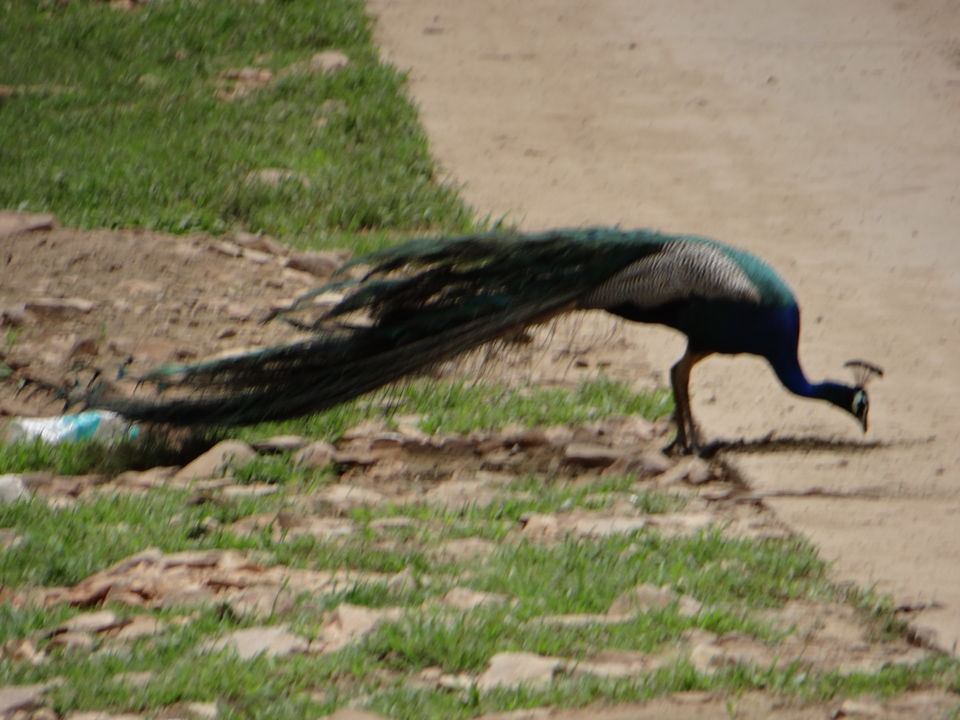 Photo of #Sariska #National_Park - A Versatile #Tourist Destination by DIGITAL WOMEN