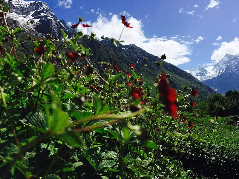 Photo of Valley of flowers National park, Ghangaria, Uttarakhand, India by Life On Wheels - Abhiksha